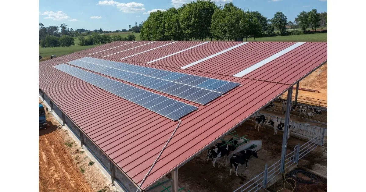 nave-ganadera-economica naves ganaderas economicas de estructura metalica en explotacion rural con ganado en interior