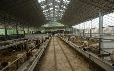 Agropanel para naves ganaderas: aislamiento y resistencia en ambientes exigentes
